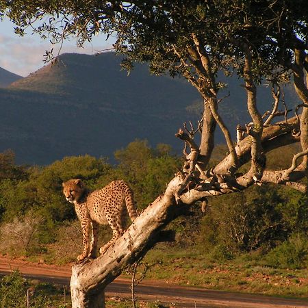 Samara Karoo Reserve Villa Graaff Reinet Ngoại thất bức ảnh