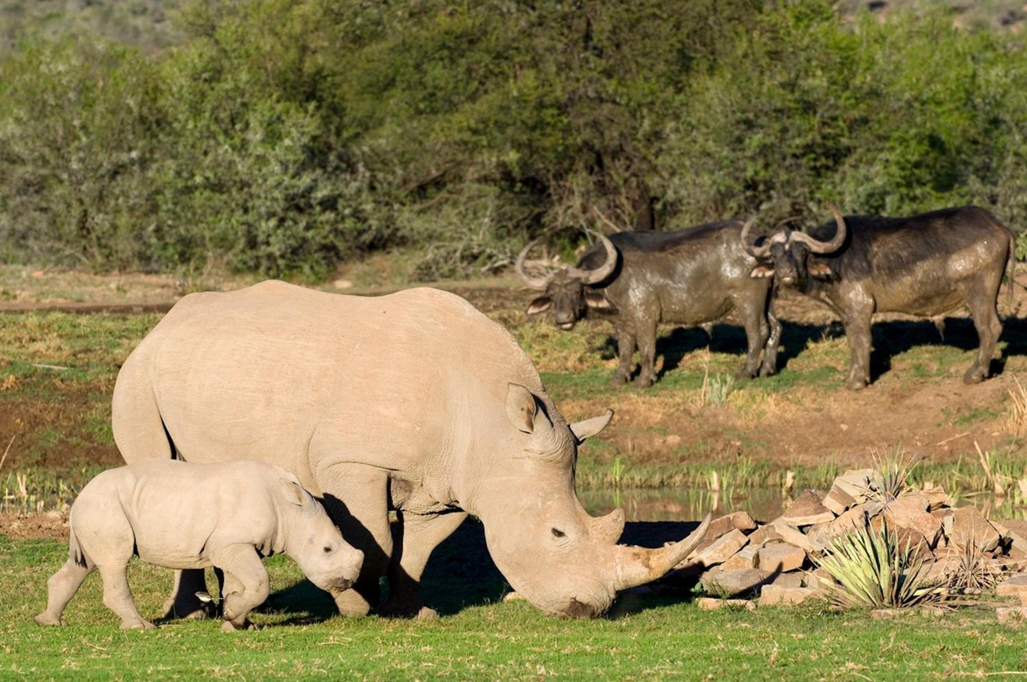 Samara Karoo Reserve Villa Graaff Reinet Ngoại thất bức ảnh