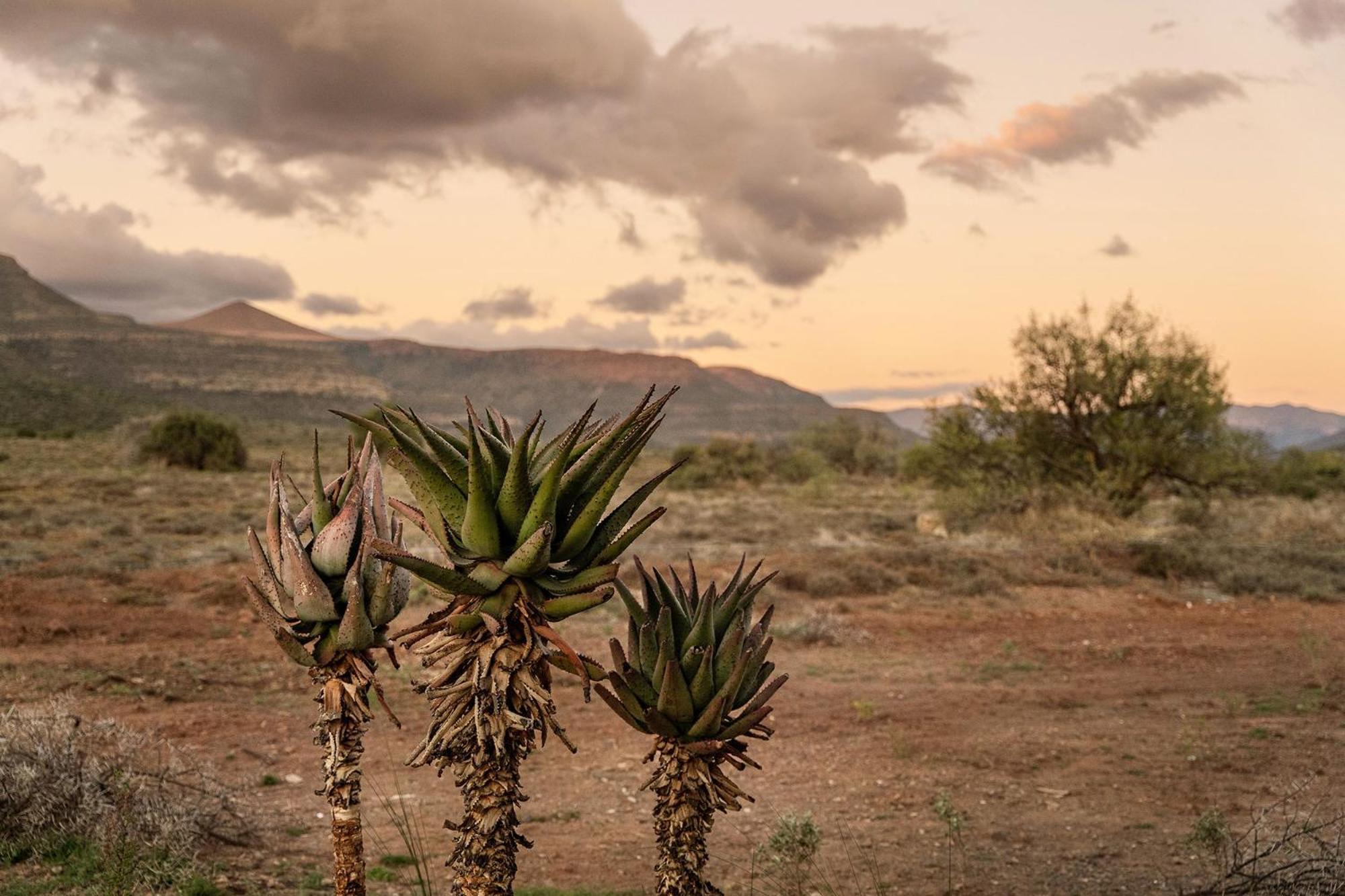 Samara Karoo Reserve Graaff Reinet Ngoại thất bức ảnh