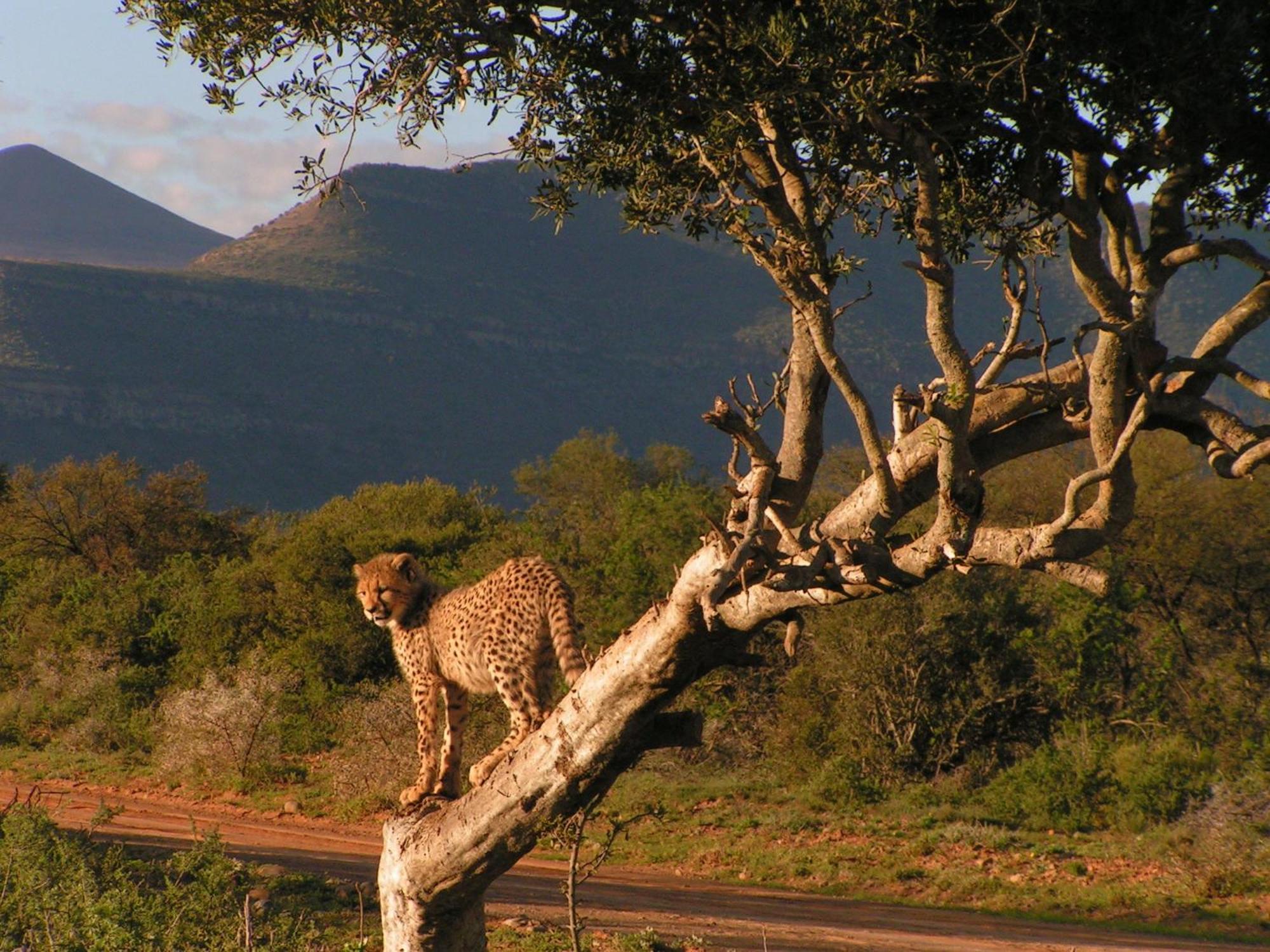 Samara Karoo Reserve Villa Graaff Reinet Ngoại thất bức ảnh